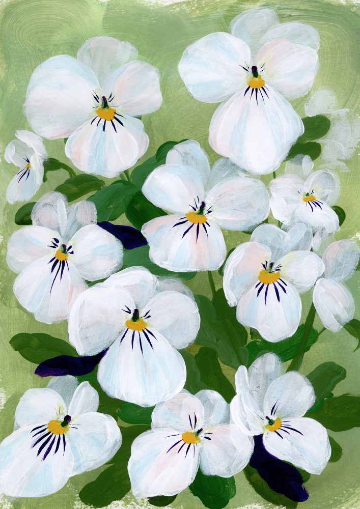 Blooming White Pansies by Rosana Laiz Blursbyai — canvas wall art