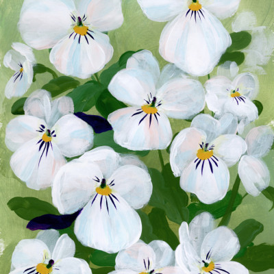 Blooming White Pansies