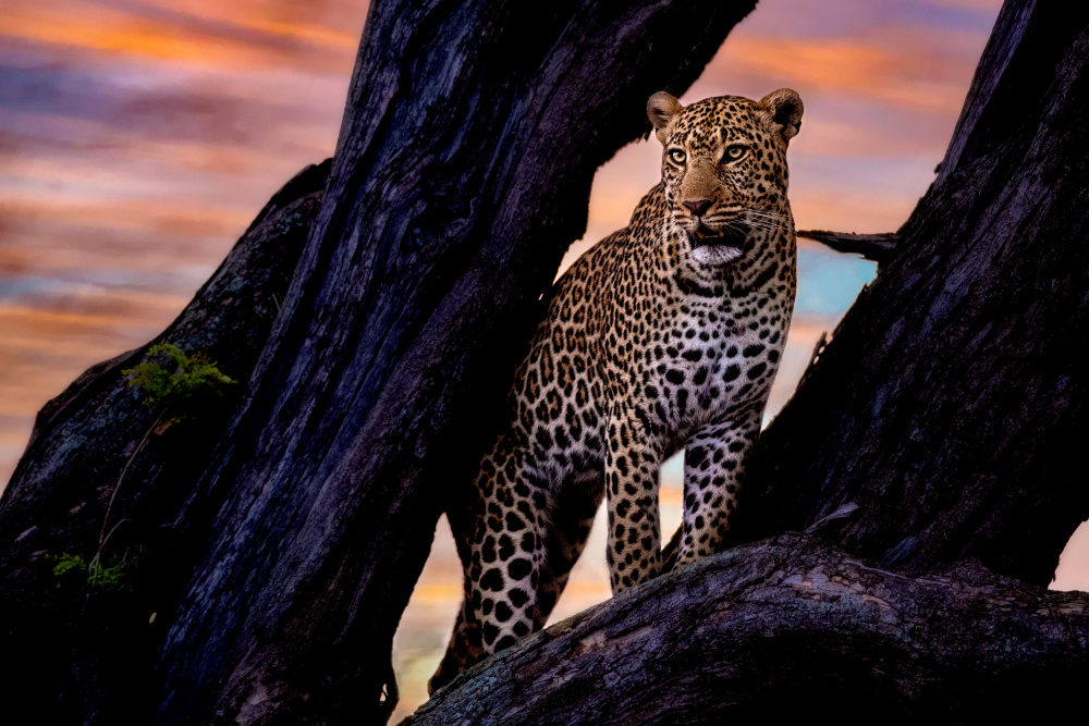 Leopard on the tree by Dr.Hitesh Patel — canvas wall art