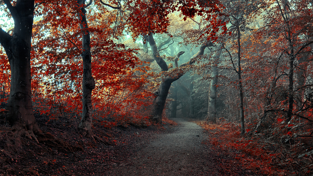 Misty Autumn Forest Path by Leif Løndal — canvas wall art