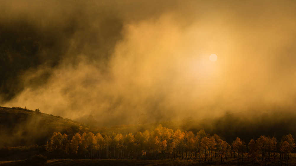 Misty Autumn Forest by John Fan — canvas wall art