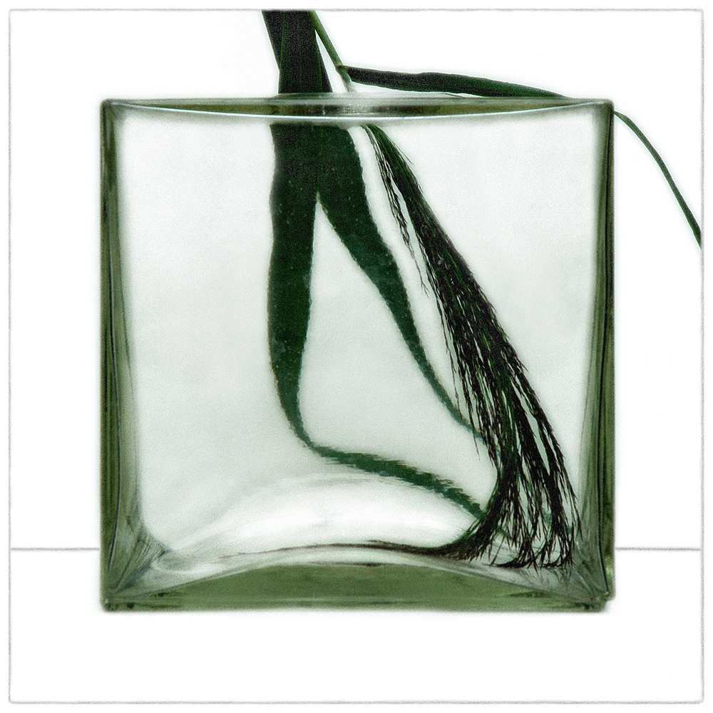 Plant Roots In Glass by Huib Limberg — canvas wall art