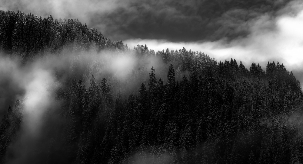 Misty Dark Forest by Slawomir Kowalczyk AFRP FIAP IAAP — canvas wall art