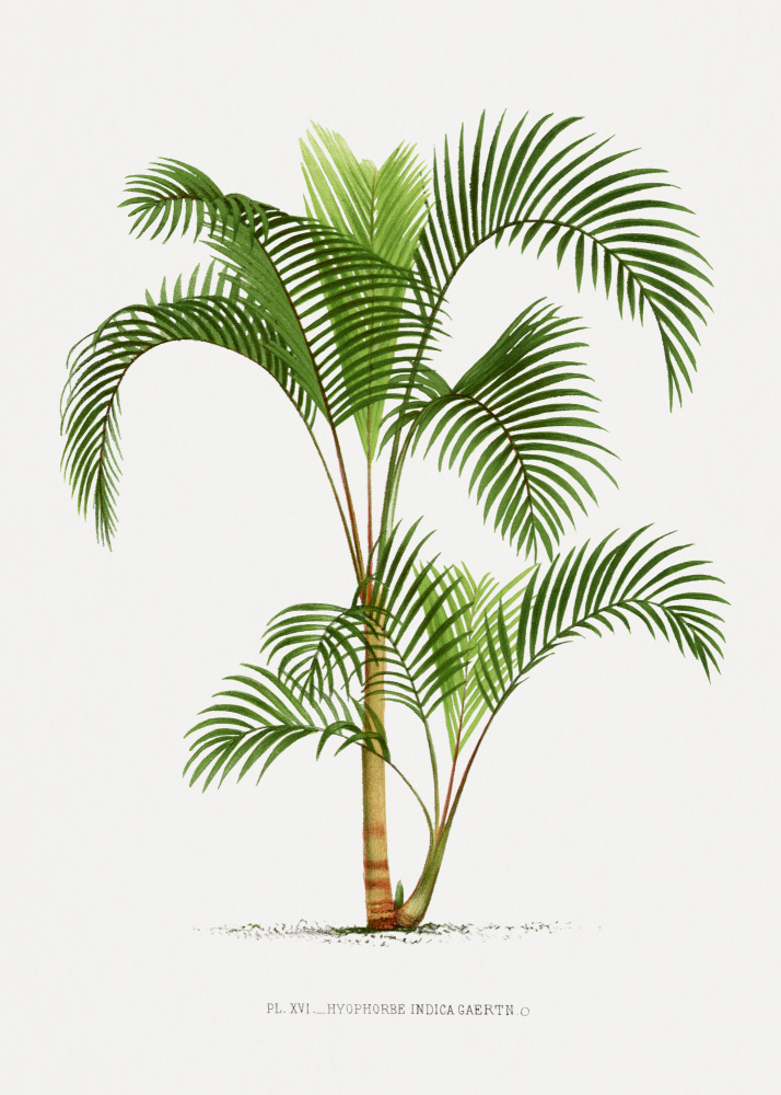 Xvi Hyophorbe I by Les Palmiers Histoire Iconographique — canvas wall art