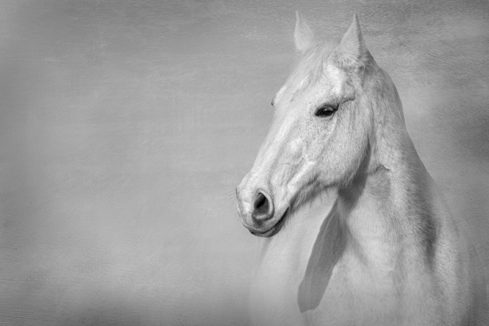 Serene White Horse by Julie Tennant — canvas wall art