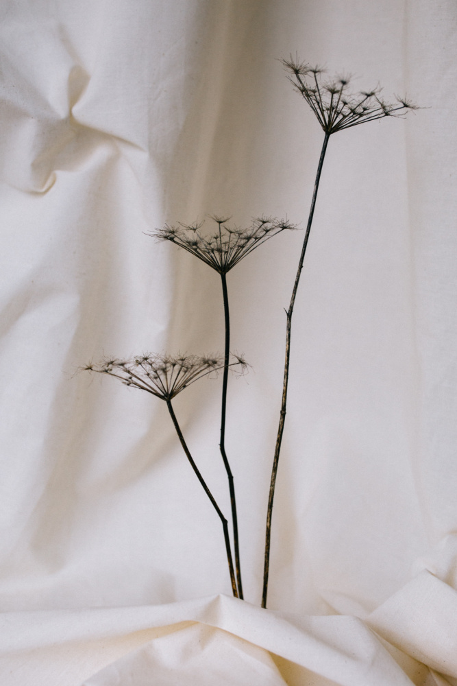 Soft Dried Botanicals by Masha Bakker Matijevic — canvas wall art