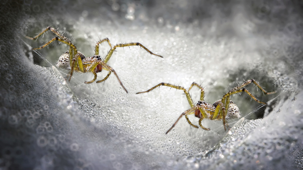 Spiders in Dewy Web by Fauzan Maududdin — canvas wall art