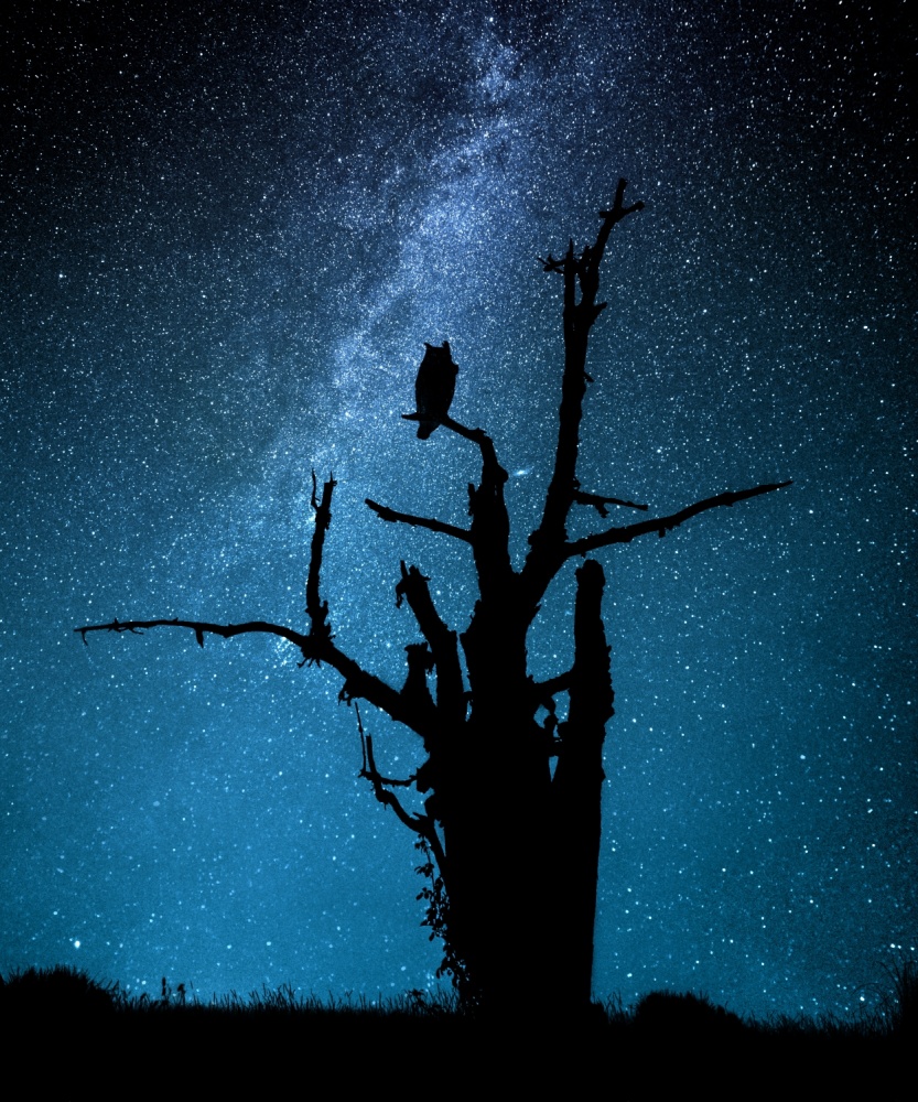 Milky Way Owl Tree by Manu Allicot — canvas wall art
