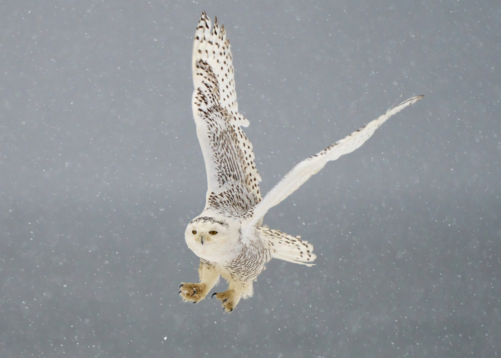 Snowy Owl in Flight by Johnny Chen — canvas wall art