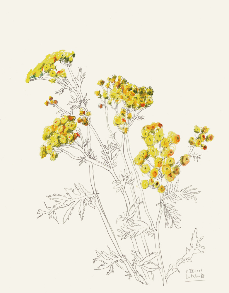Delicate Yellow Blooms by Catalina Somolinos — canvas wall art