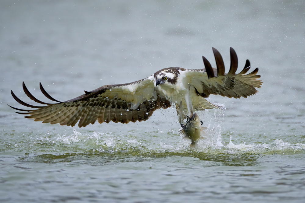 Osprey Catches Fish by Johnny Chen — canvas wall art