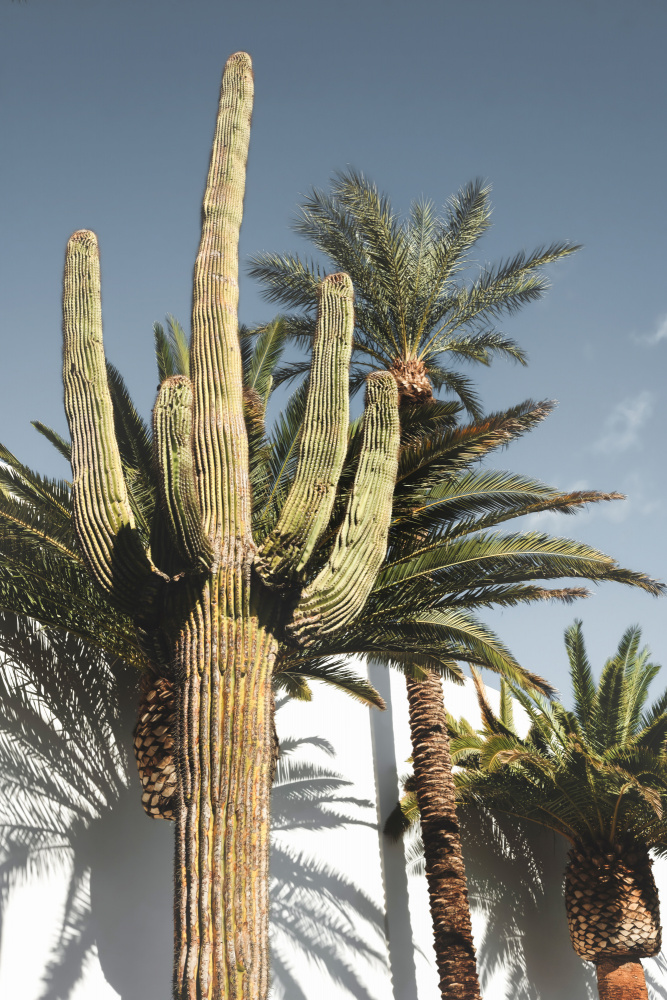Desert Saguaro Palm Sky by Old Artists Studio III — canvas wall art