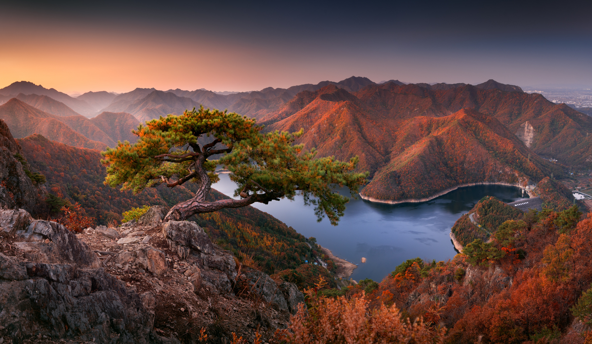 Pine tree