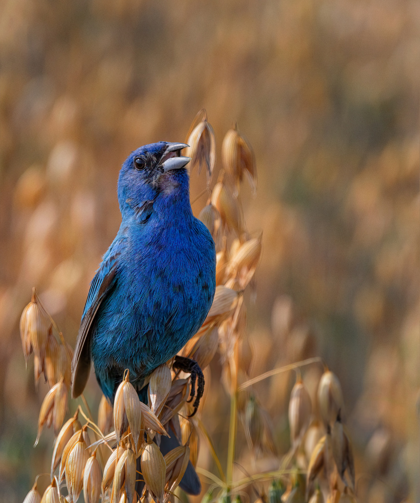 Singing Blue Bird by Molly Fu APA — canvas wall art