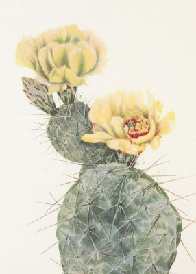 Pictufy | Vintage Botanical