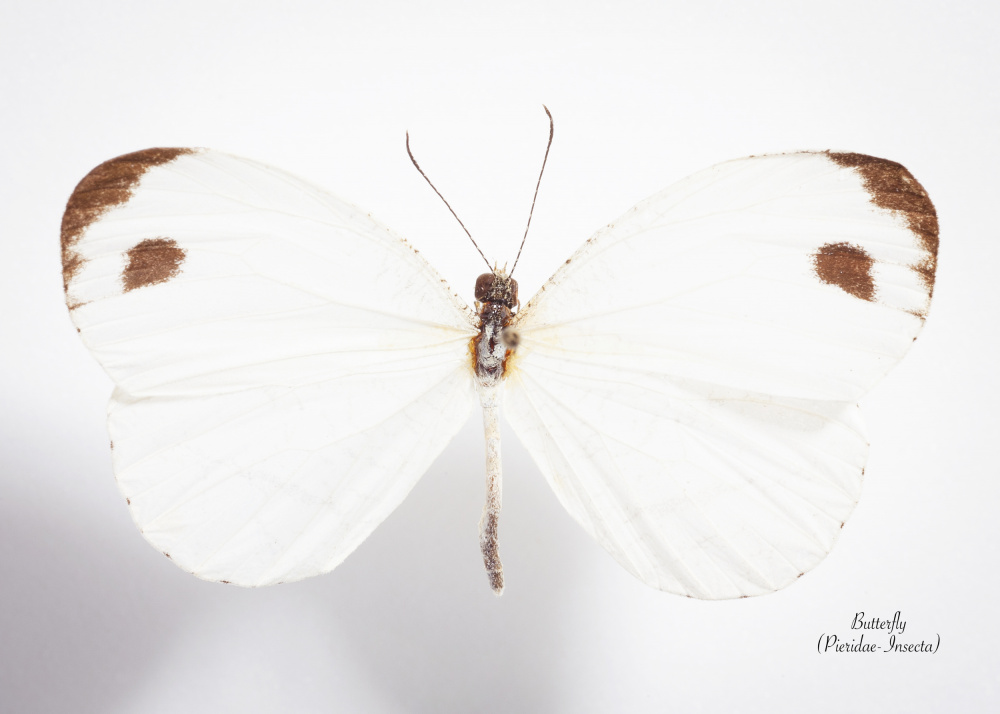 Pristine White Butterfly by Johan Botha "Sabie" — canvas wall art