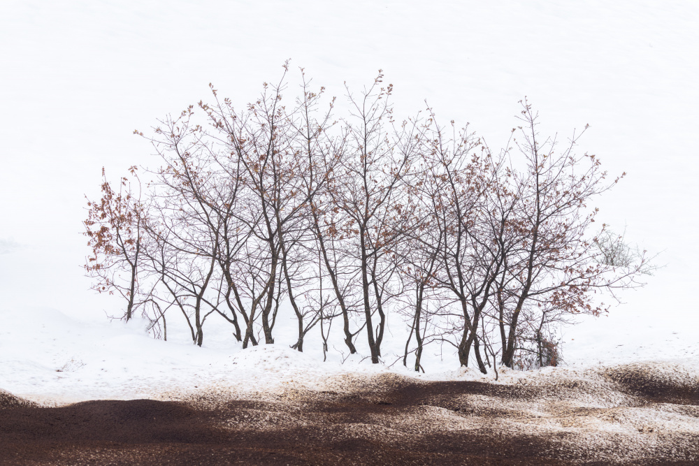 Stark Winter Trees by Jesus Concepcion Alvarado — canvas wall art