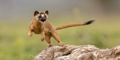 yellow weasel by jerry ju