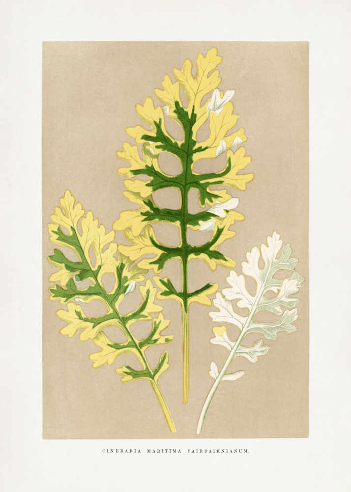 Cineraria Maritima Fairbairnianum Leaf Illustration by Les Plantes a Feuillage Colore — canvas wall art