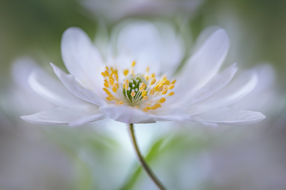 Nemorosa Nirvana by Mandy Disher — canvas wall art