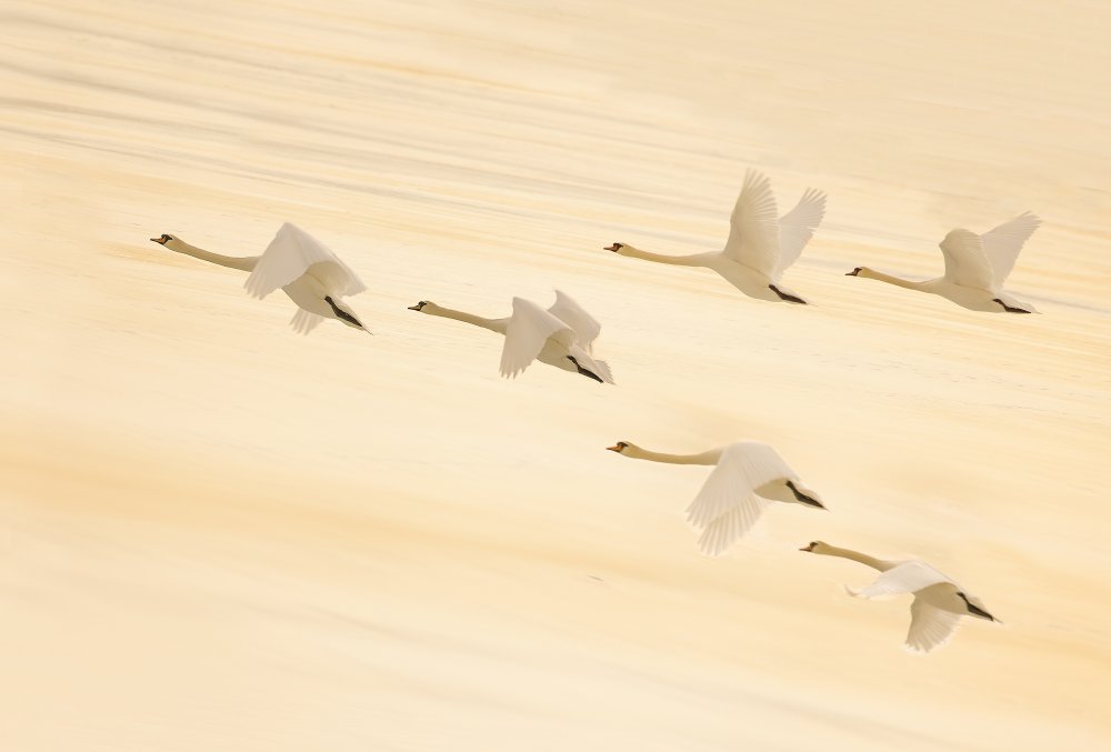 Golden Swans Soaring by Feng Qin — canvas wall art