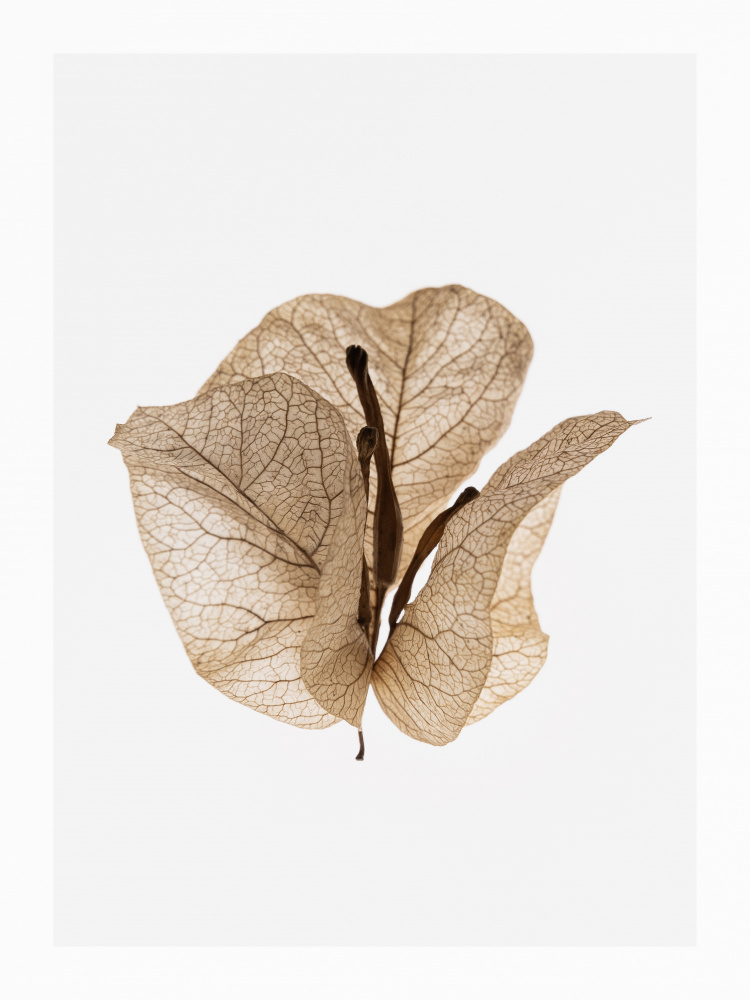 Untitled by Shot by Clint — canvas wall art