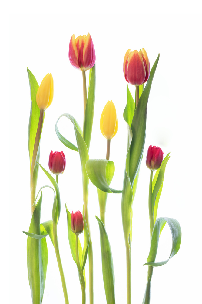 Vibrant Tulip Stems by Sharon Williams — canvas wall art