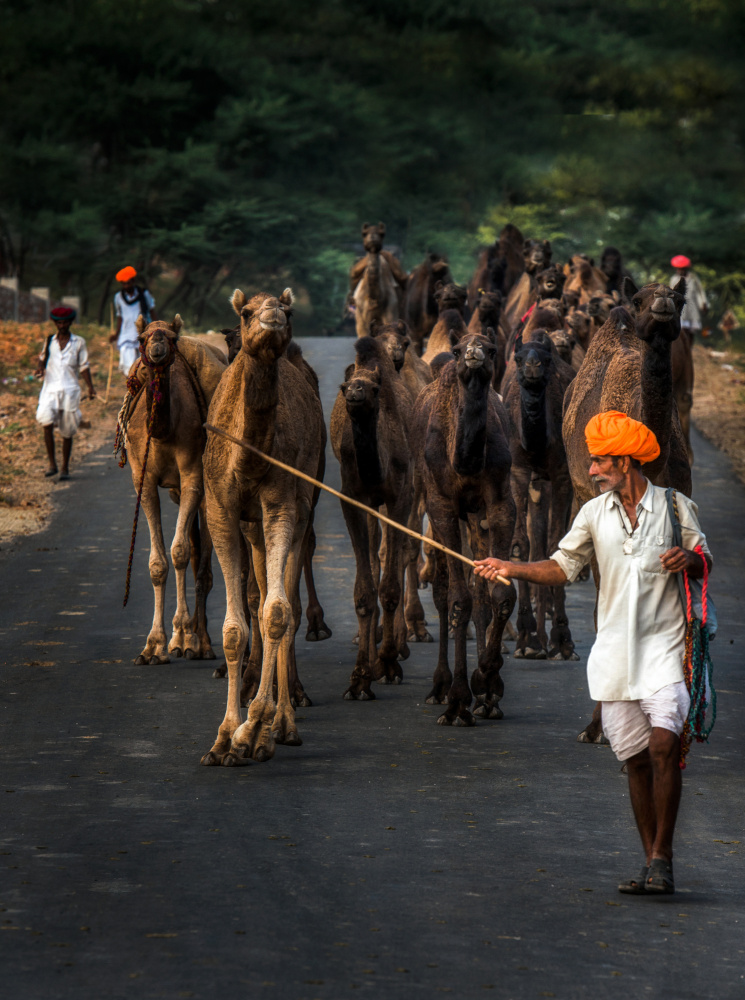 Indian Man Herding Camels by Rana Jabeen — canvas wall art