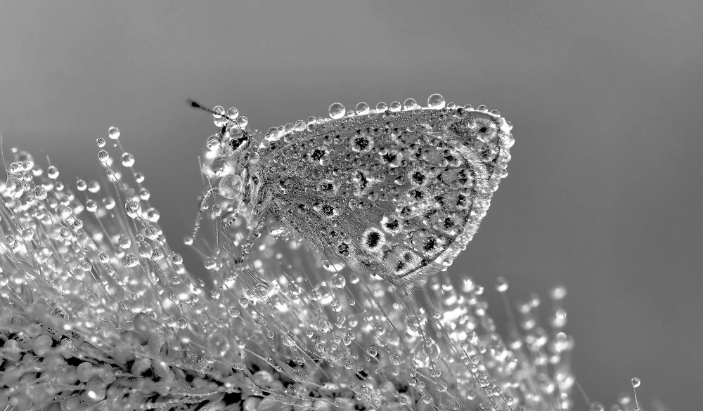 Dewy Butterfly Morning by Thierry Dufour — canvas wall art