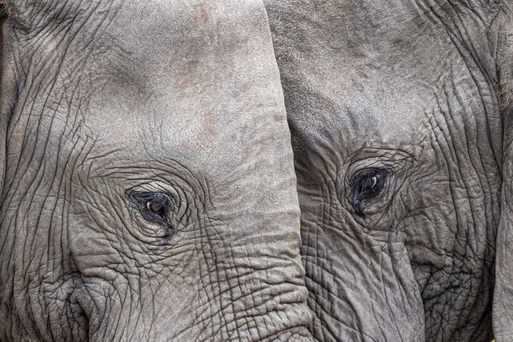 Gentle Elephant Eyes by Andrea Izzotti — canvas wall art