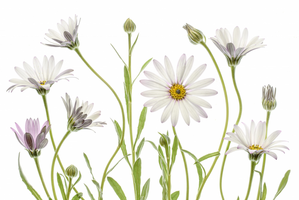 Cape Daisies by Mandy Disher — canvas wall art