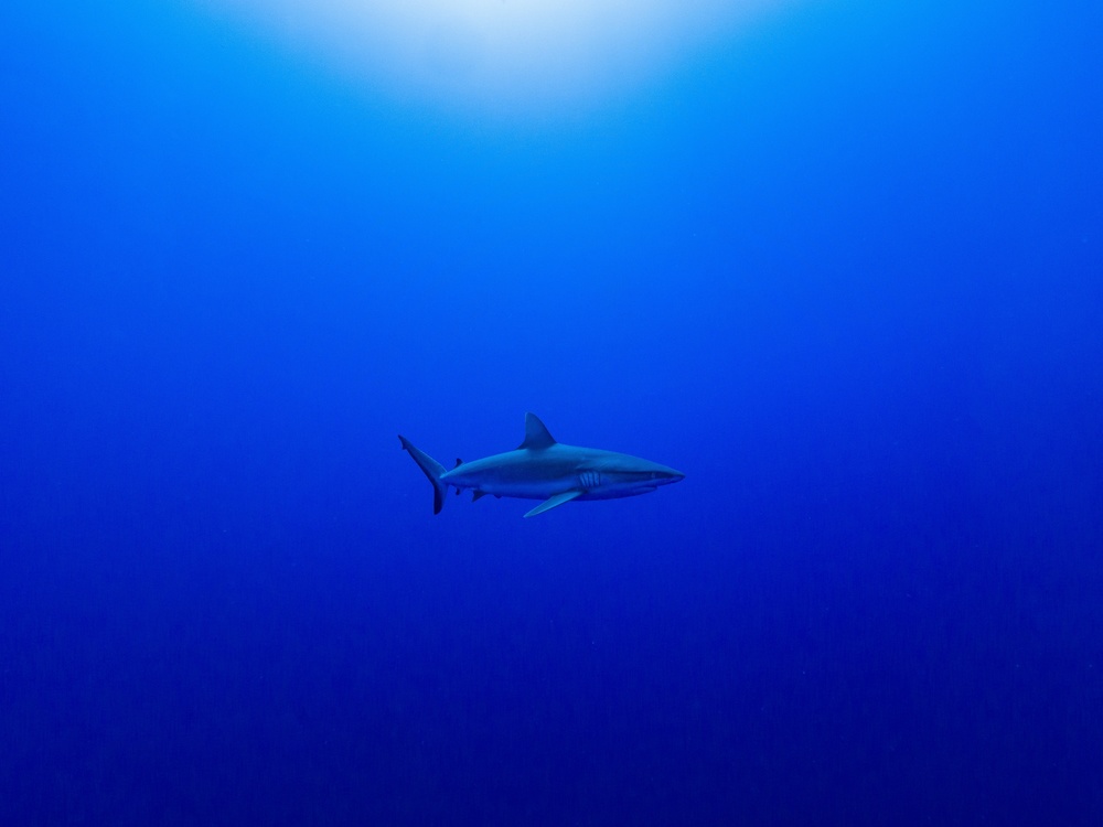 Deep Blue Shark by Serge Melesan — canvas wall art