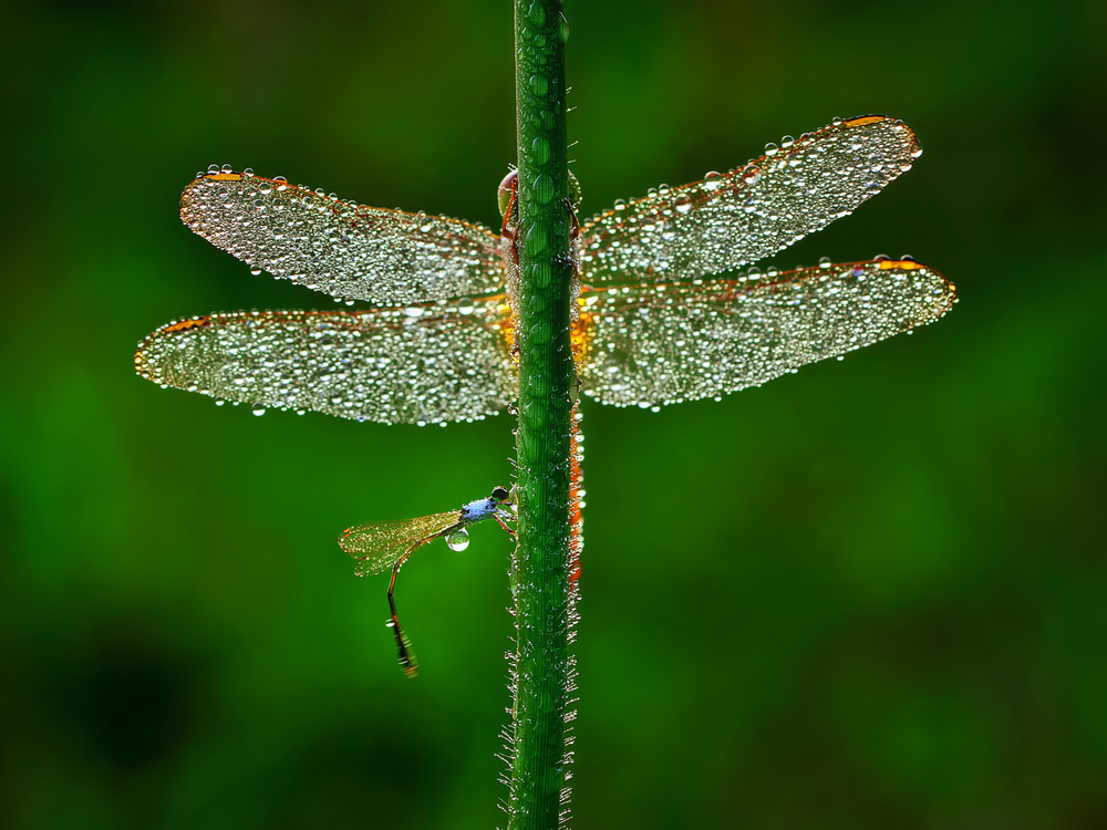 Morning Dew Dragonflies by Adhi Prayoga — canvas wall art