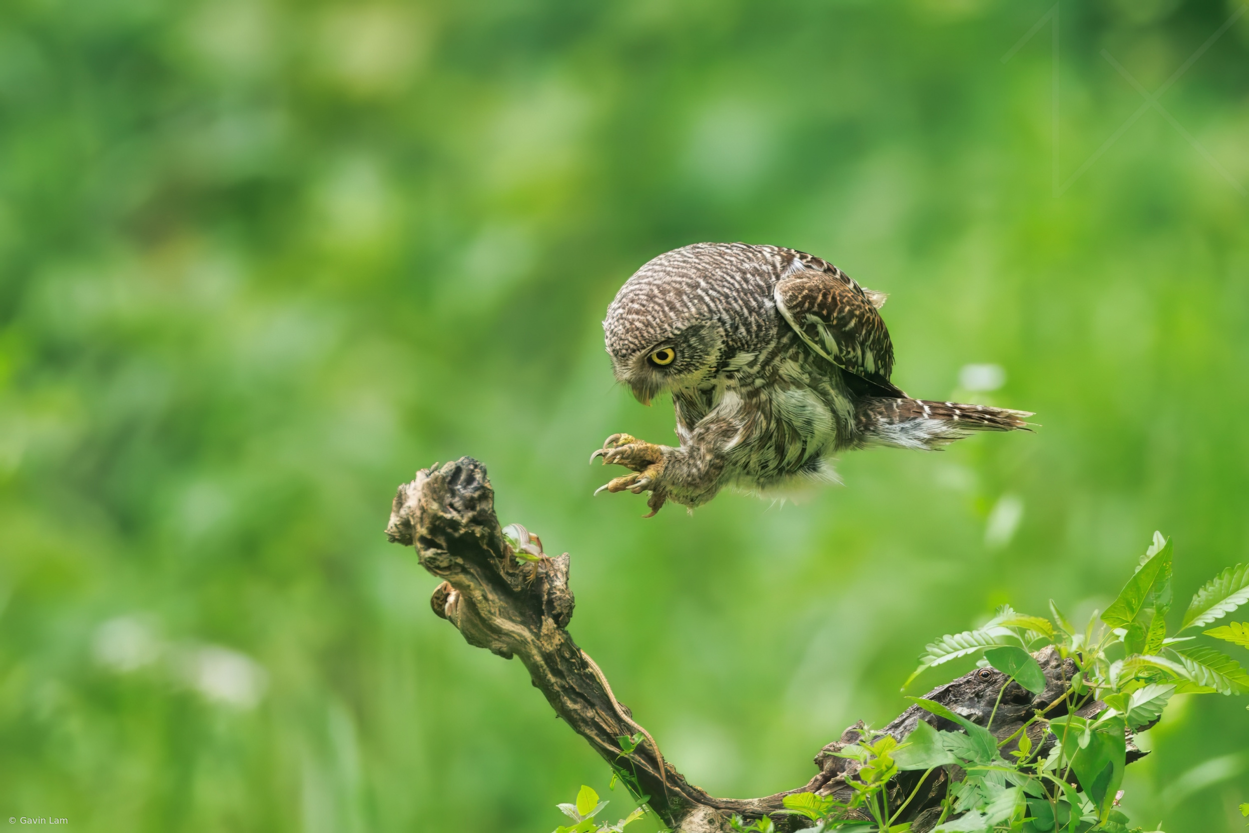 Barred Owlet Hunting