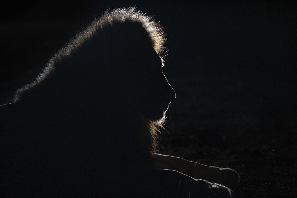 Majestic Lion Silhouette by Joan Gil Raga — canvas wall art