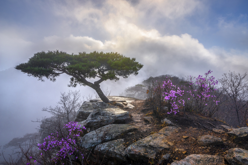 Misty Mountain Path by Jaeyoun Ryu — canvas wall art