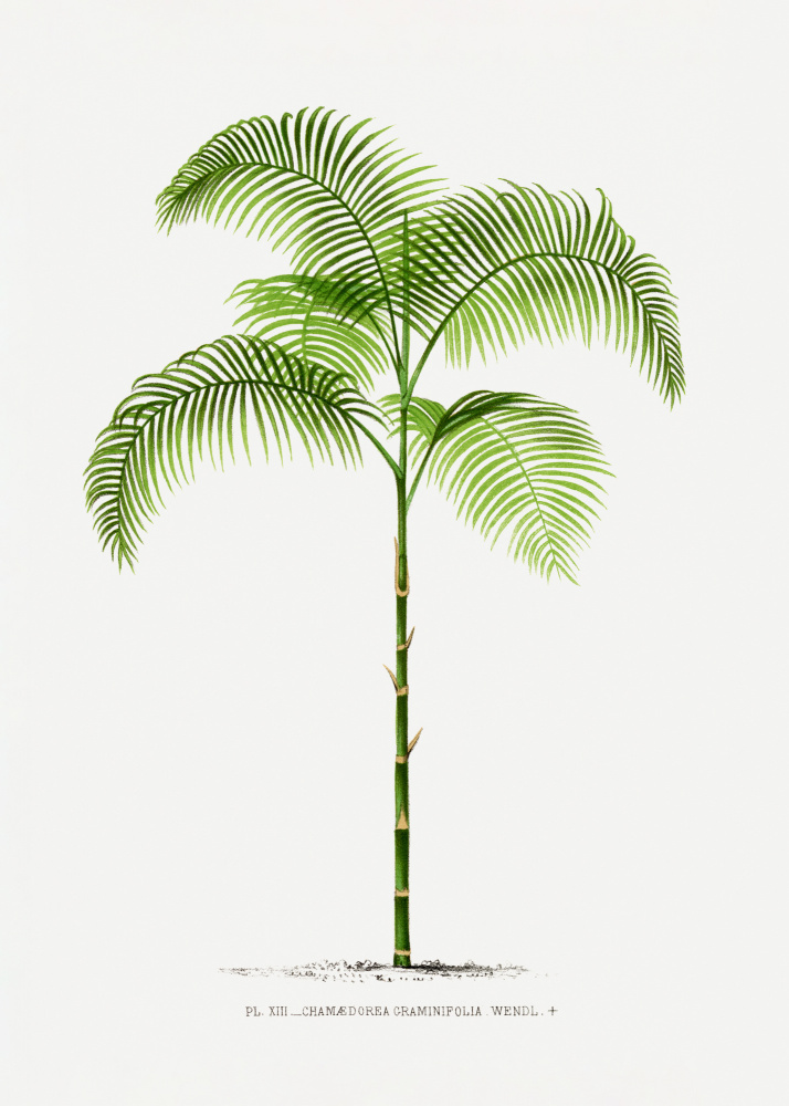 Xiii Chamaedorea G by Les Palmiers Histoire Iconographique — canvas wall art
