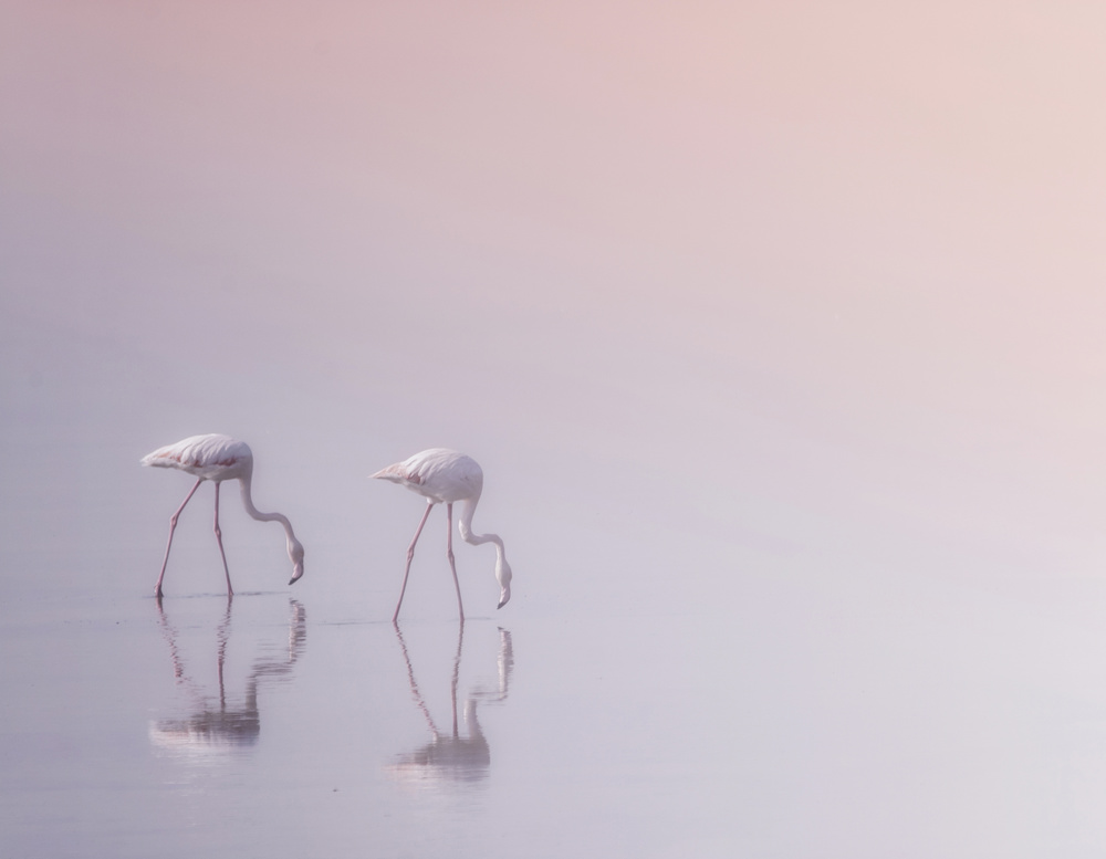 Pink Flamingos Wading by Ahmed Thabet — canvas wall art