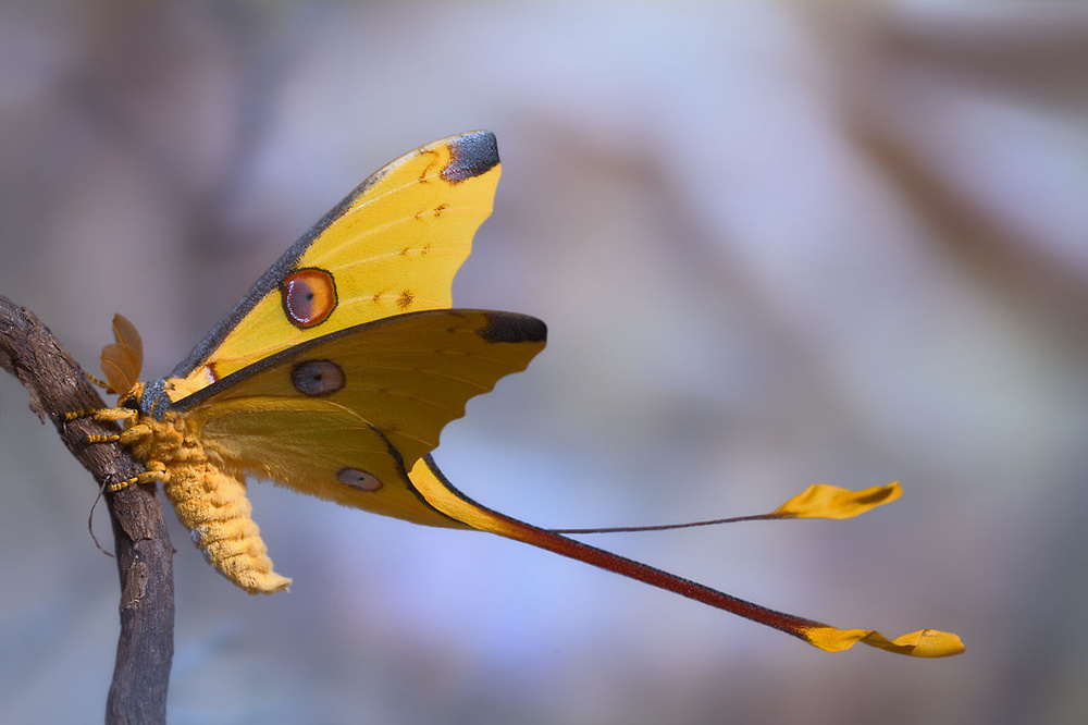 Vibrant Yellow Comet Moth by Jimmy Hoffman — canvas wall art