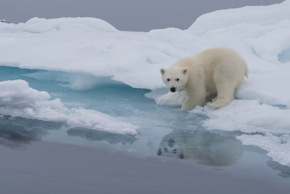 Arctic Polar Bear Reflection by Shobhit Chawla — canvas wall art
