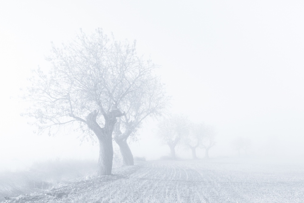 Misty Winter Trees by Eduardo Martín — canvas wall art