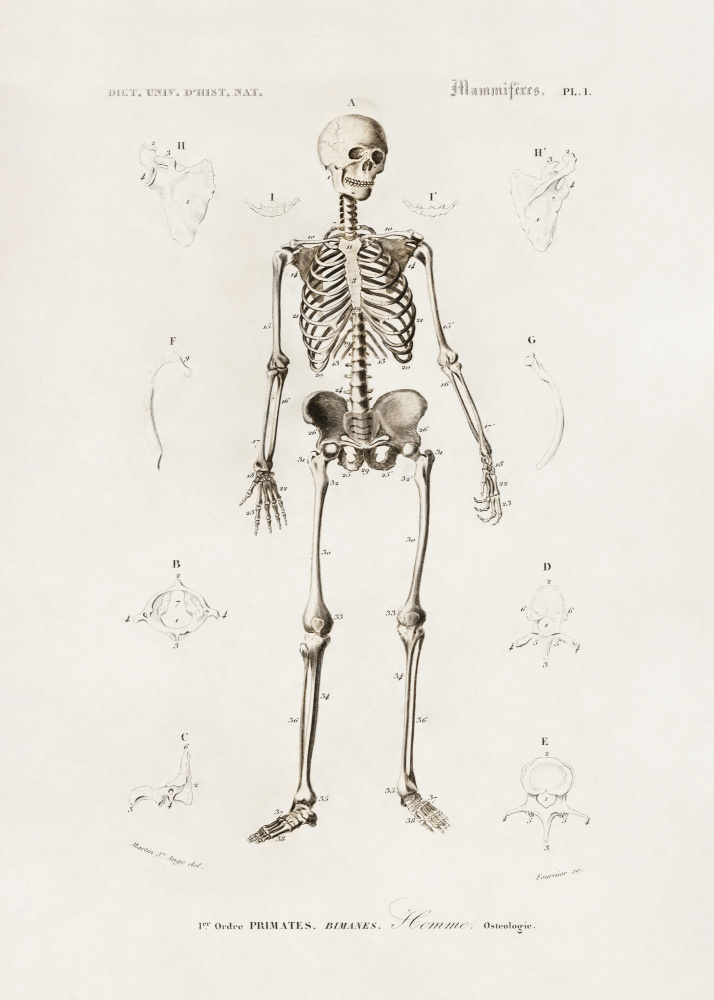 Human Skeleton by Charles Dessalines D Orbigny — canvas wall art