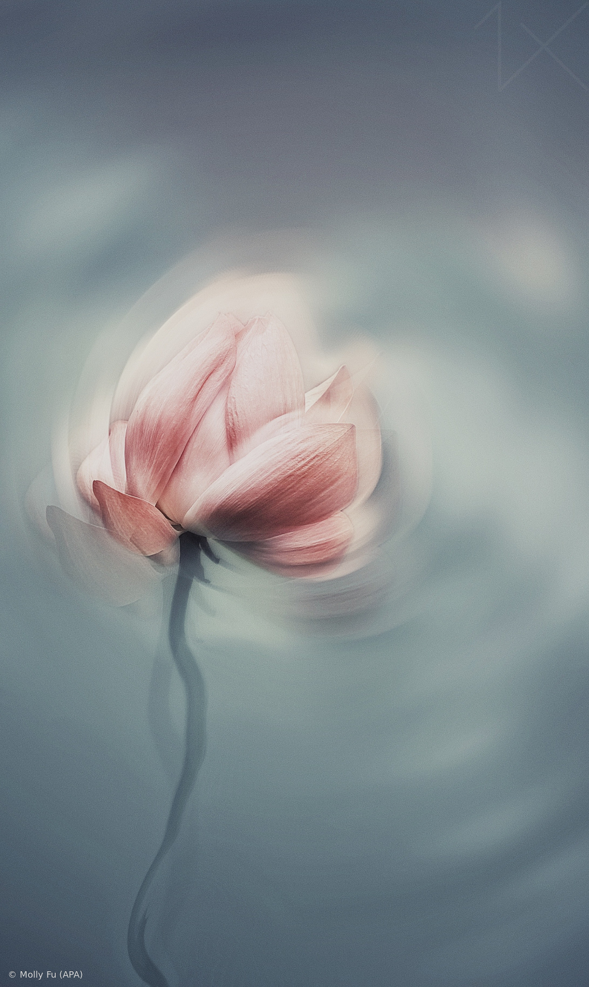 Lotus in Dream
