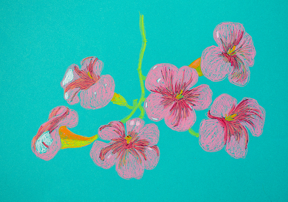 Pink Floral Drawing by Viktoriia Saunina — canvas wall art