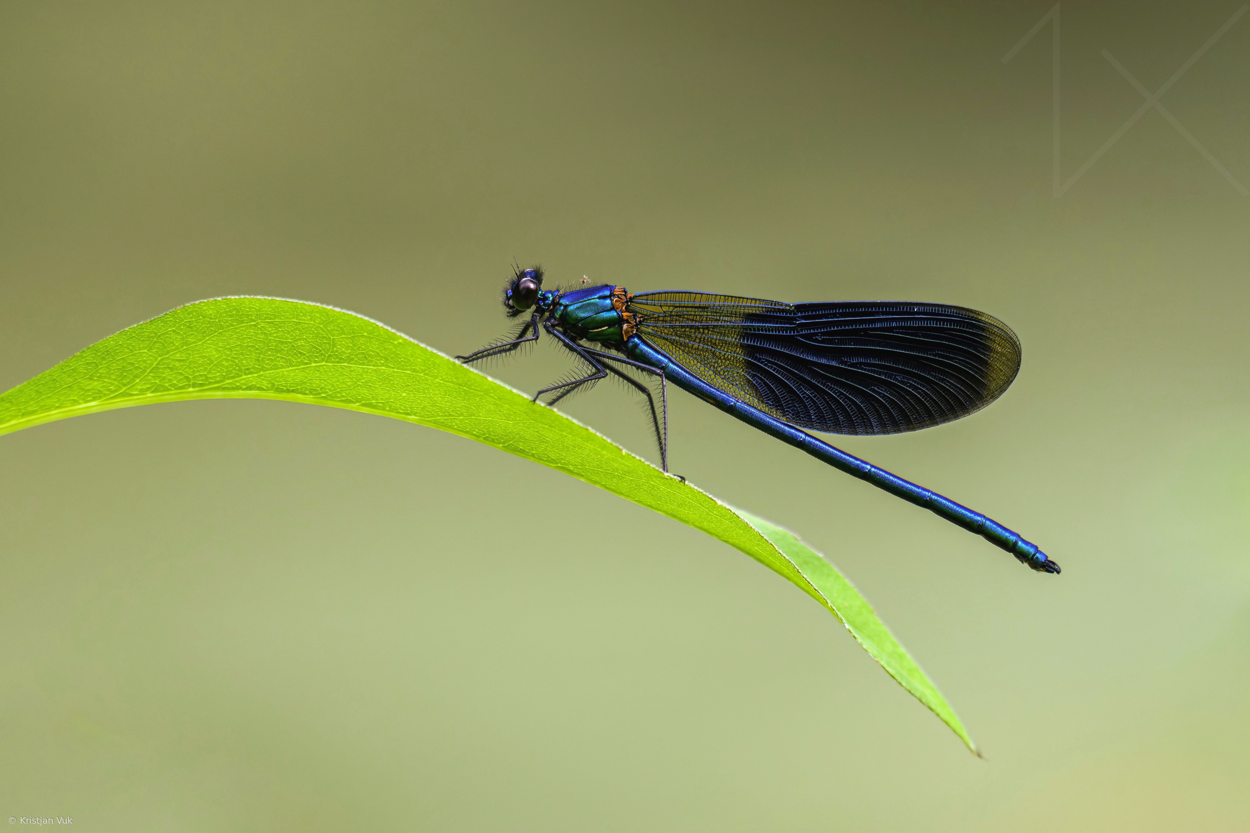 Beautiful demoiselle