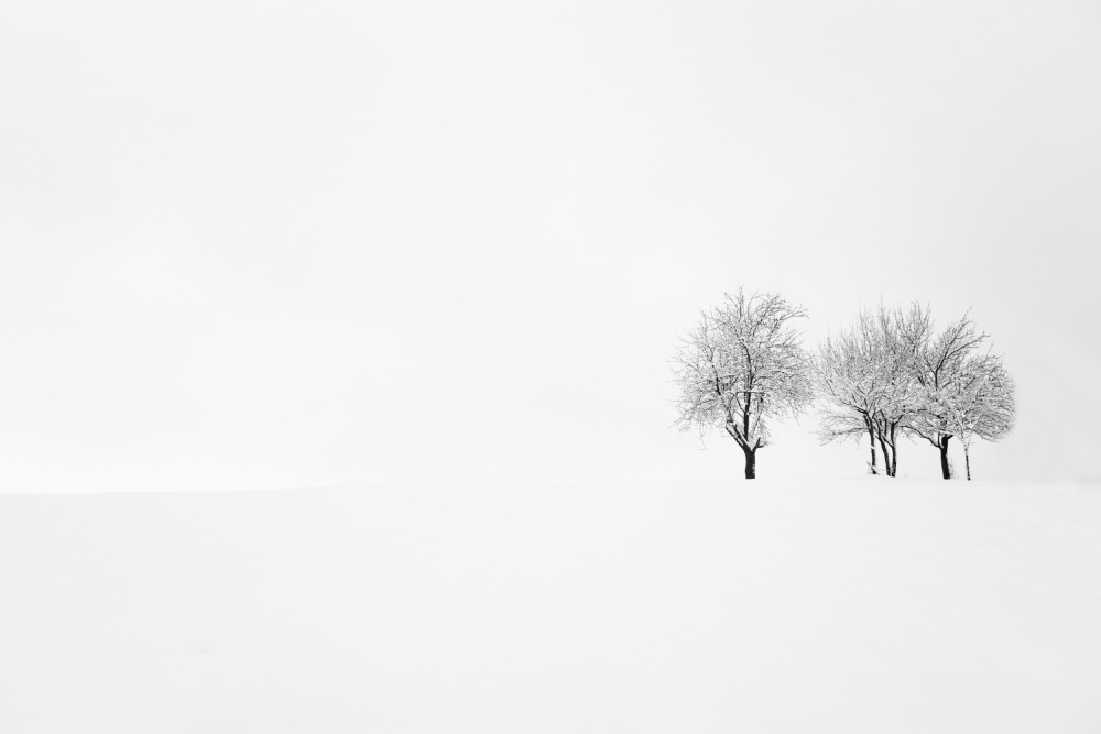 Snowy Winter Trees by Amir Bajrich — canvas wall art