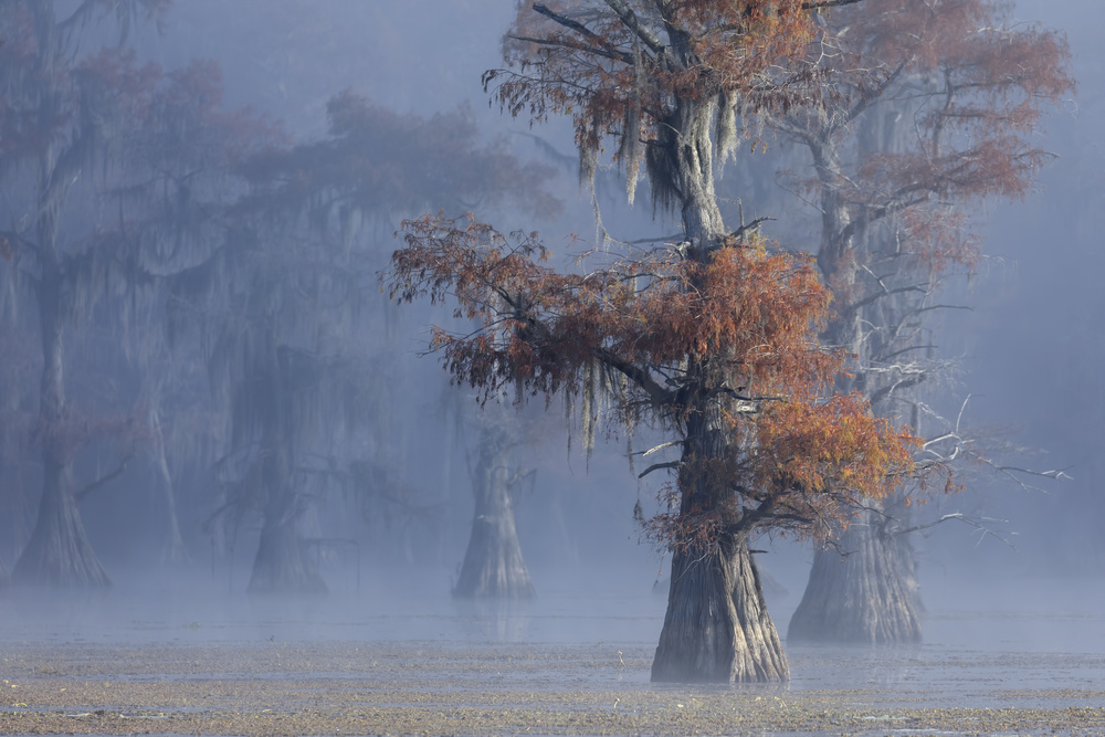 Autumn Fog Cypress by Libby Zhang — canvas wall art