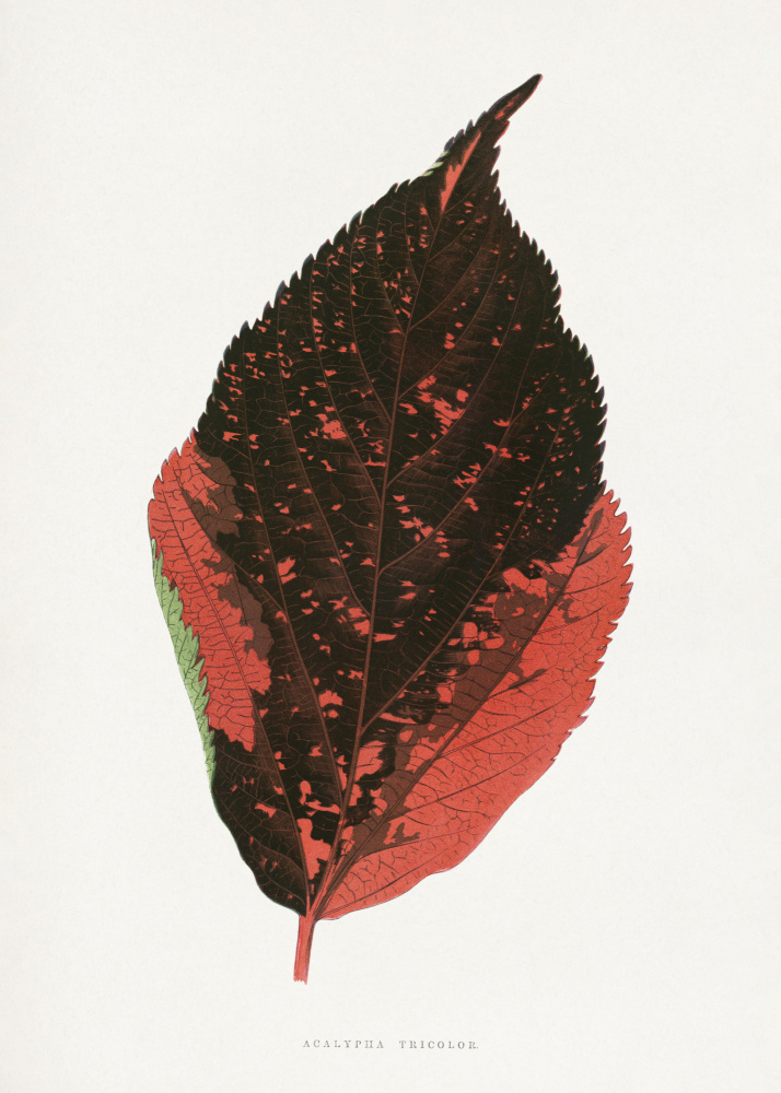 Acalypha Tricolor Leaf Illustration by Les Plantes a Feuillage Colore — canvas wall art