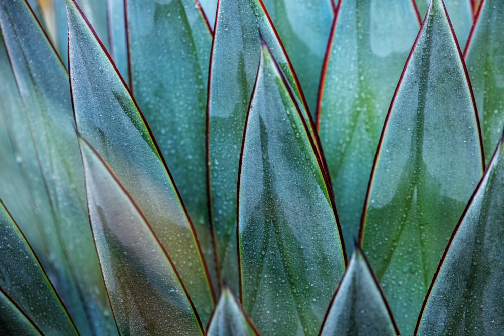 Dewy Agave Leaf Pattern by Wei Liu — canvas wall art