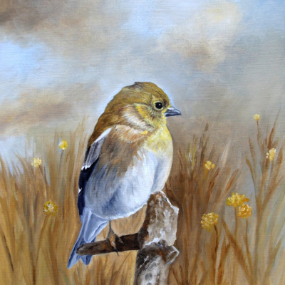 American Goldfinch In the Fall Light